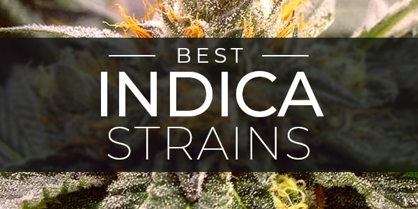 Best Indica Strains of 2021 For Being Relaxed
