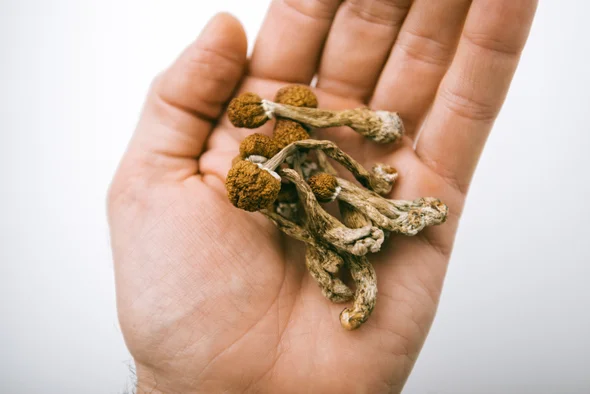 https://www.scientificamerican.com/article/psilocybin-therapy-may-work-as-well-as-common-antidepressant/