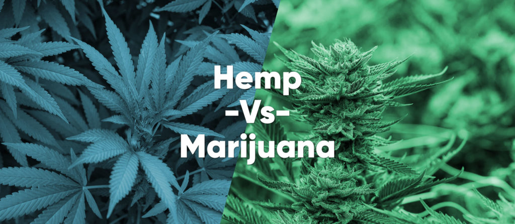 https://risecannabis.com/wp-content/uploads/2022/07/Hemp-vs-Marijuana-scaled.jpg