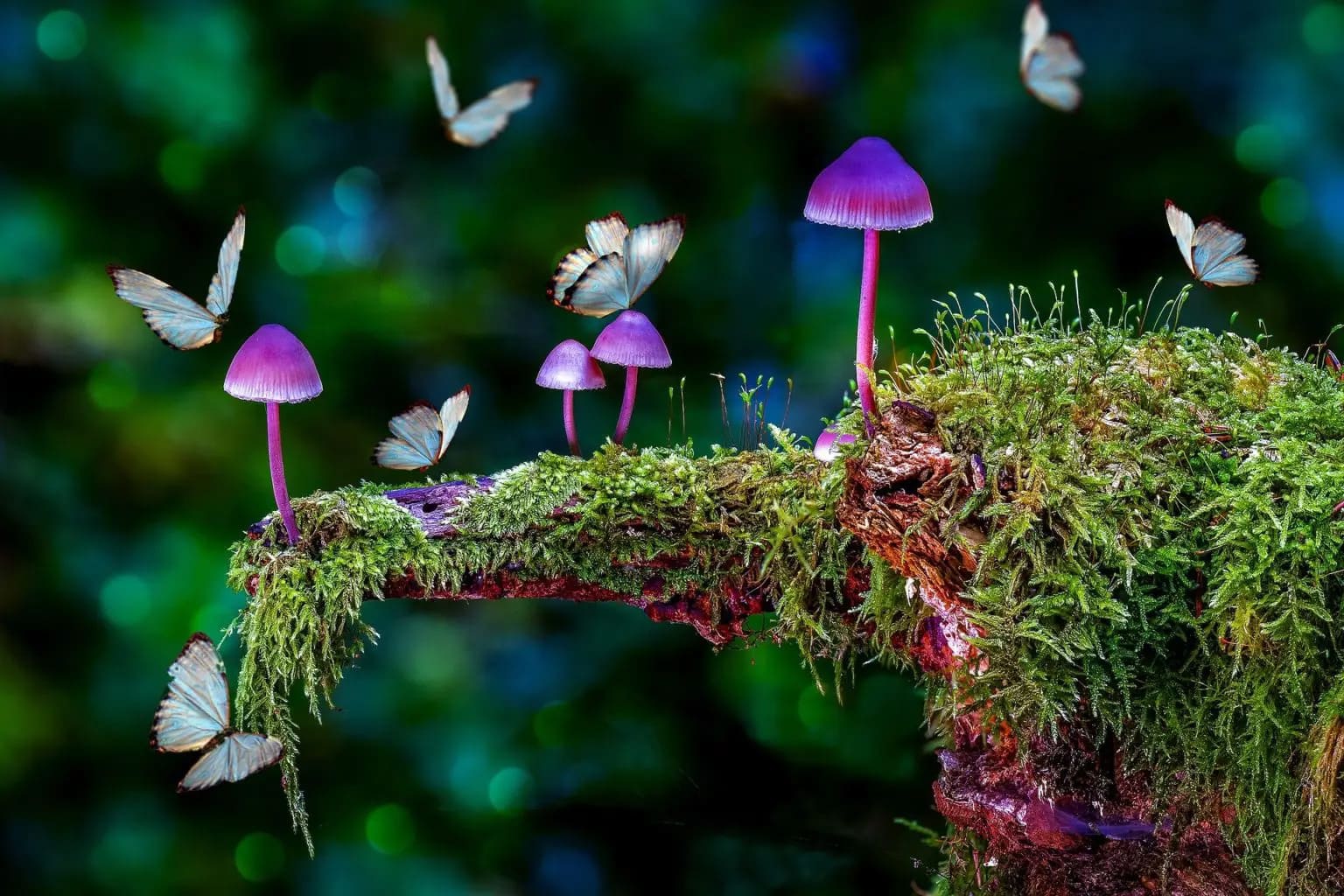 Shop Magic Mushroom Chocolate bar