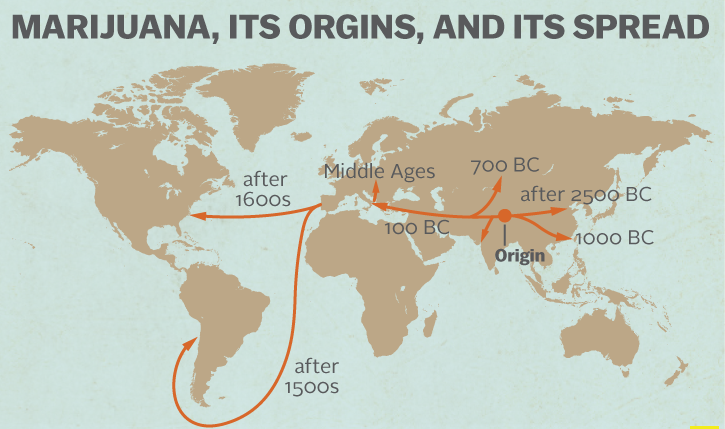 The origins of weed: How the plant spread across the world