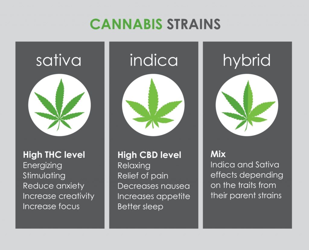 differences between Indica, sativa & hybrid