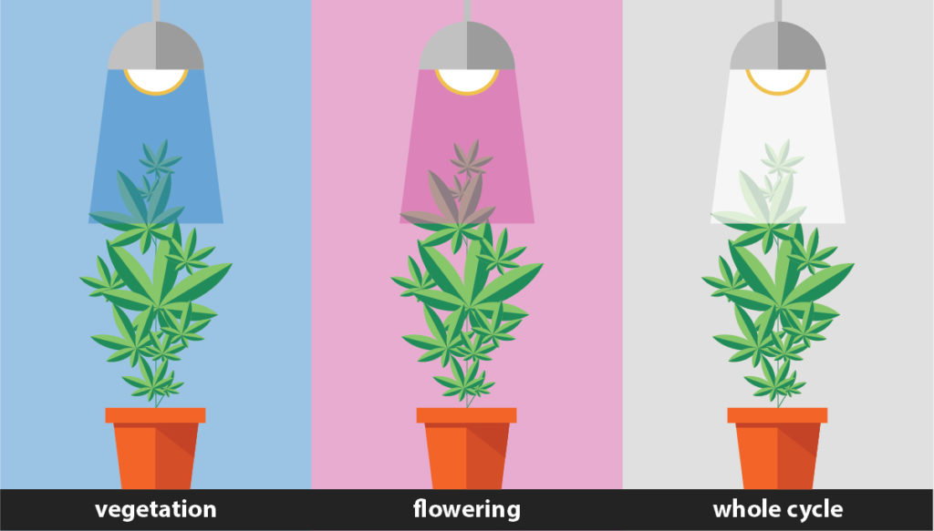 The Pros and Cons of Growing Weed With LEC Lights