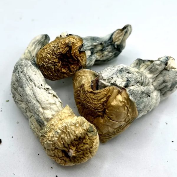 APE Magic Mushrooms (Albino Penis Envy)
