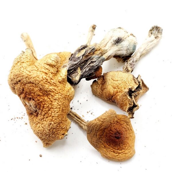 Golden Teachers Magic Mushrooms