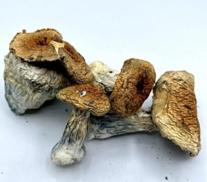 Hillbilly Magic Mushrooms