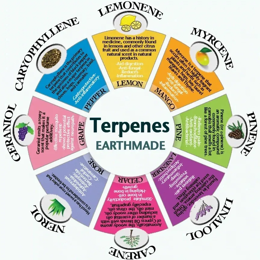 What are cannabis terpenes and what do they do?