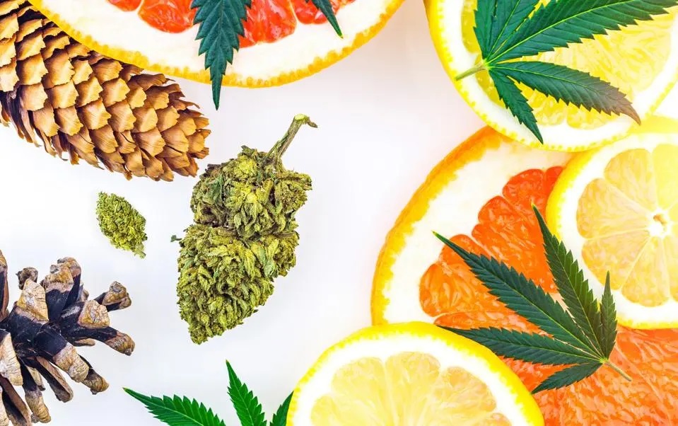 What to know about terpenes