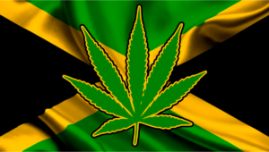 Jamaica Company Exports THC to U.S. for Analytic Testing