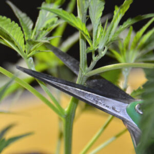 Can you clone autoflower cannabis plants?
