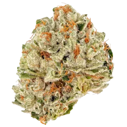 Close-up of Warhead strain cannabis buds with vibrant green hues and orange hairs, covered in frosty trichomes.